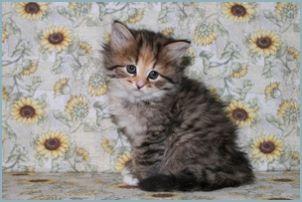 Female Siberian Kitten from Deedlebug Siberians